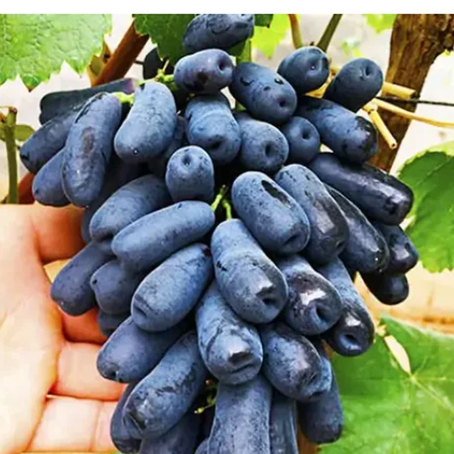 Виноград Аватар